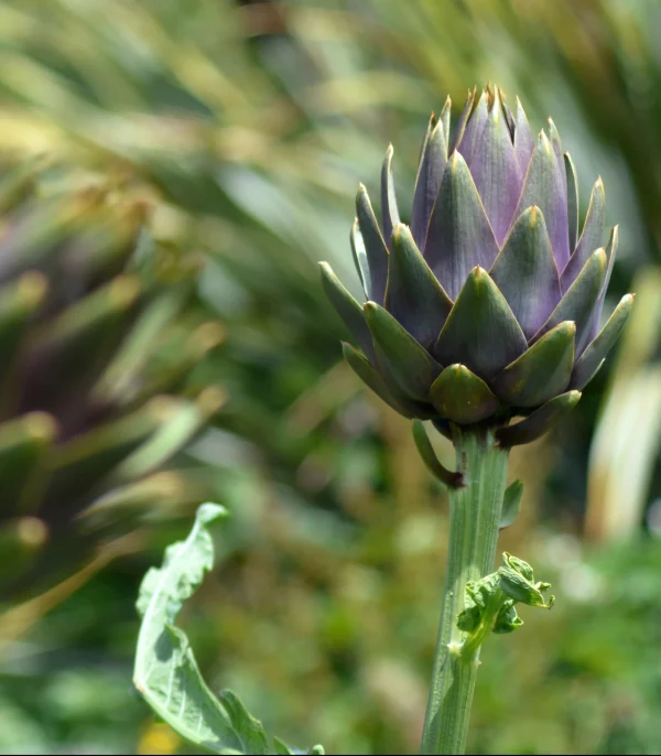 artichoke garden 2