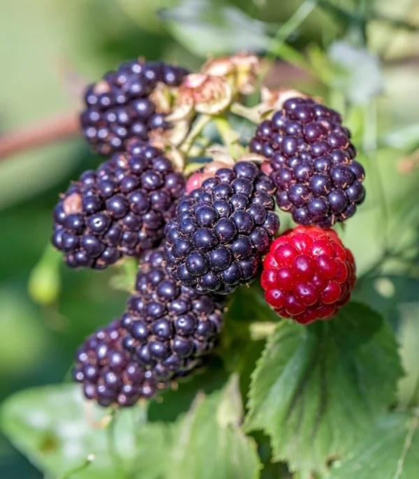 blackberries ripe ripening vrh