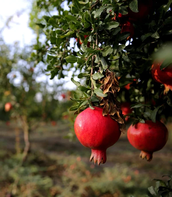 fresh pomegranate tree vrh