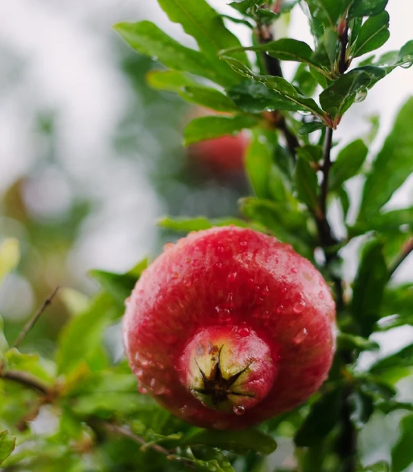 pomegranate tree vrh