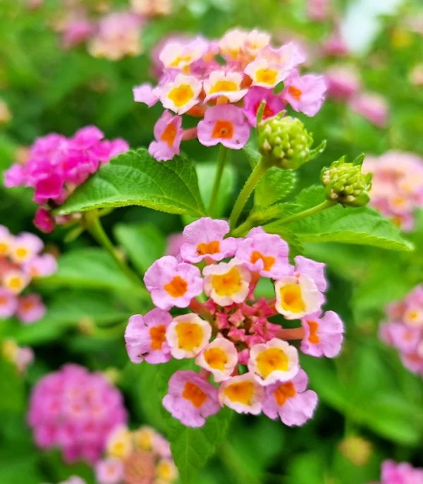 purple lantana vrh
