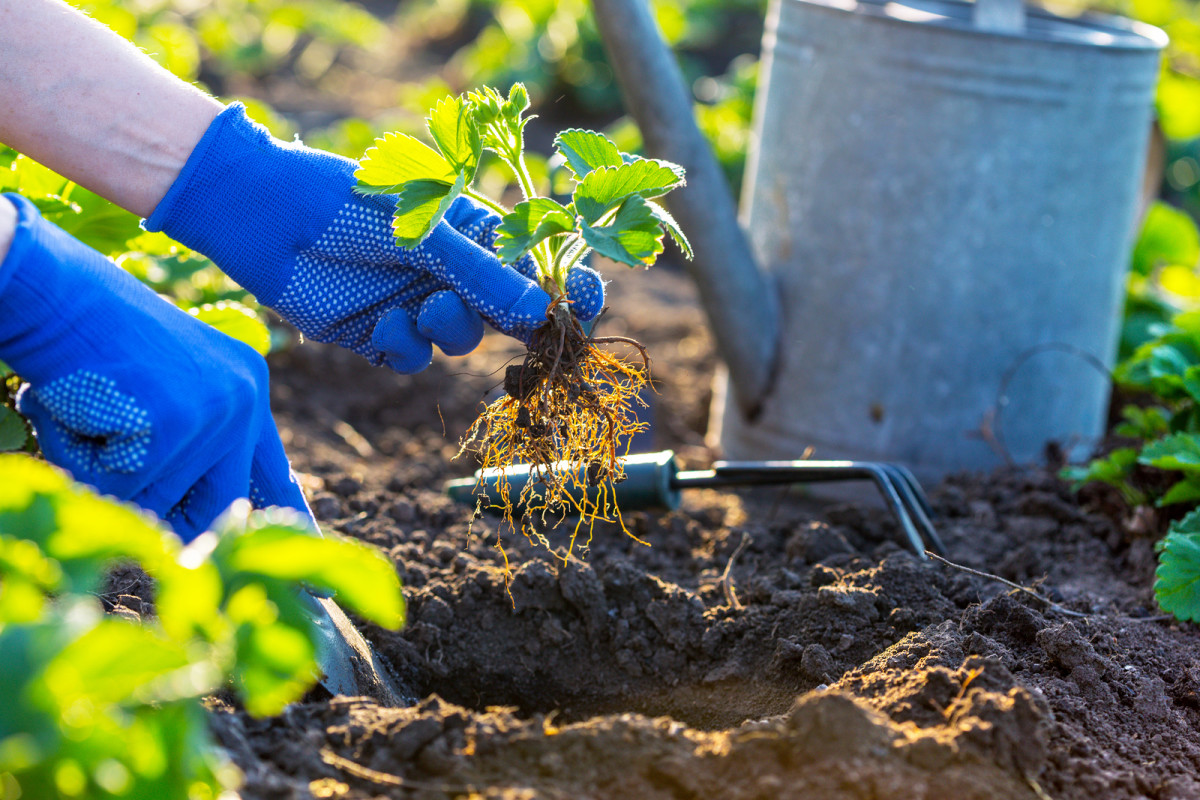 bigstock planting strawberries in the g 242786977